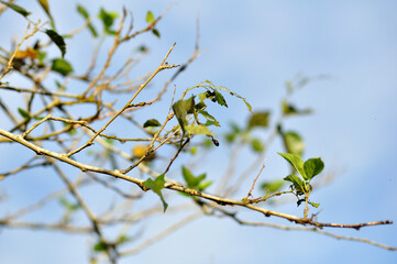 The leaves and branches of the mulberry tree on the blue sky background