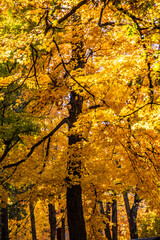 Obraz premium autumn leaves