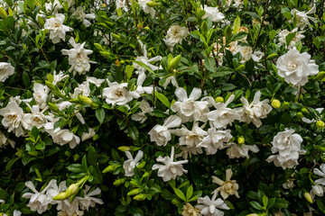 Multitude of Gardenia Blooms On Bush