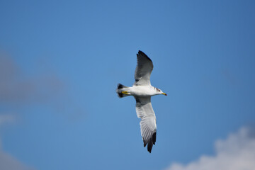 秋の青空を飛ぶカモメ