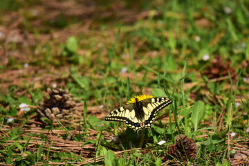 タンポポにキアゲハ