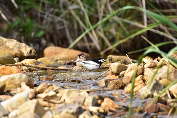水浴びする春のハクセキレイ