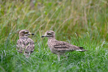 couple d'oenicdème criard