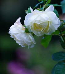 美しい薔薇の花