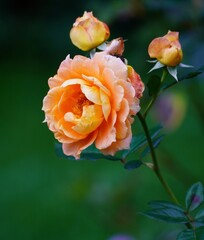 美しい薔薇の花