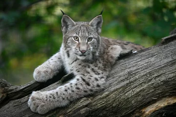 Fotobehang Lynx lynx juvénile