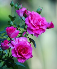 Fototapeta premium 美しい薔薇の花