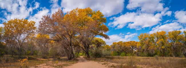 Vibrant yellow autumn leaves of Cottonwood trees at Paseo del Bosque Trail along the Rio Grande River in Albuquerque, New Mexico, USA