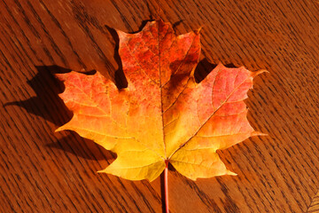 Yellow orange maple leaft on table inside with bright sun making colours intense