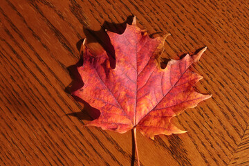 Obraz premium Bright red orange maple leaf on a table inside on a beautiful fall day