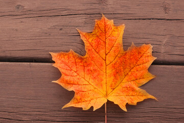 Fall colours on maple leaft of yellow and orange on stained reddish deck lumber