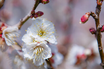 吉野公園の白梅の花	
