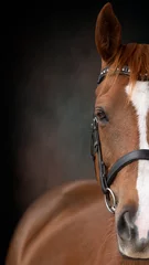 Fotobehang Paardrijden Close up portrait of a stunning horse eye wearing bridle on a textured painterly backdrop  © SKOVAX