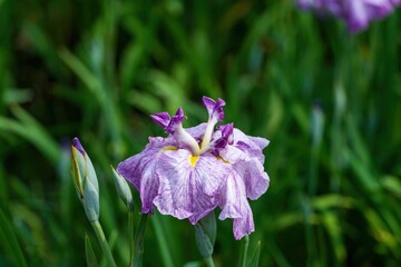 光を浴びて輝く紫のグラデーションが美しい満開の花菖蒲