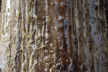 Tree bark texture with resin
