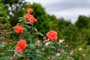 Rose Garden in the Rain