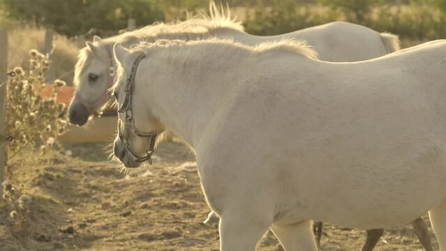 white horses in a paddock on a sunny windy day .Farm animals.horse walks in a street paddock. Breeding and raising horses.Animal husbandry and agriculture concept.