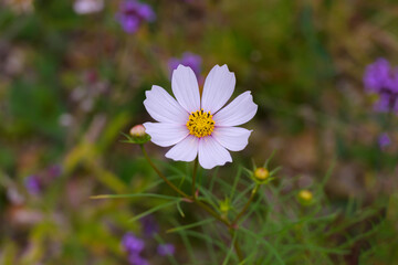 Cosmos Flower
