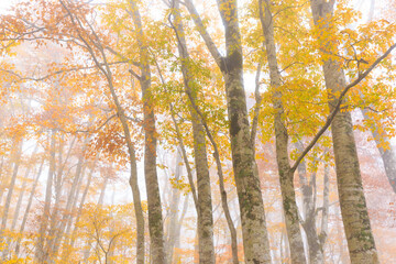 autumn trees in the forest
