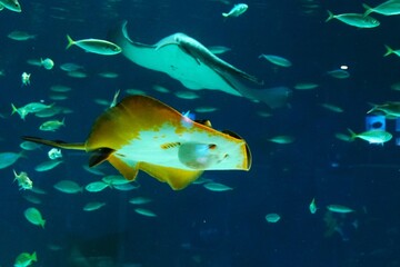 人気者のアカエイ © kat334