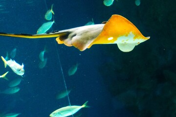 人気者のアカエイ © kat334