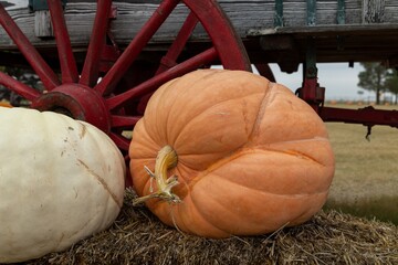 pumpkins near a wagon wheel