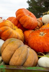 pumpkins and gourds
