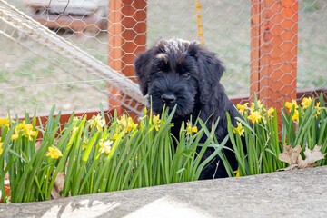 pup with buttercup