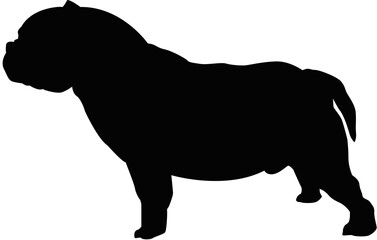 American Exotic Bully Side shots
