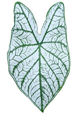 heart shaped leaf 
