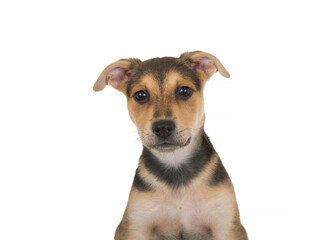 Obraz premium Portrait of an adorable black, tan and brown german shepherd pit bull mix puppy looking directly at viewer. Isolated on white background.