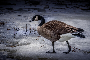 Canada Goose on ice in the winter