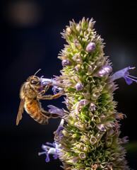 Honeybee taking the last bit of summer's nectar.  