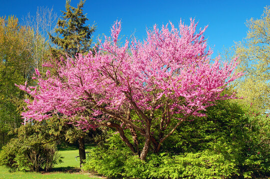 A pink blooming cherry blossom tree shows its spring colors in a park in New Jersey