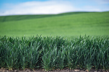 A thick healthy stand of young wheat plants stretching to the horizon in Wasco,, County, Oregon 