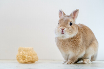 ネザーランドドワーフ