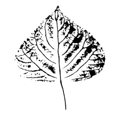 Poplar leaf. Leaf texture with veins, ink print isolated on white background. Realistic nature element for the design.