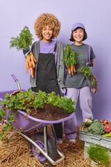 Autumn harvest concept. Positive busy women gardeners hold bunches of big carrot dressed in domestic clothes stand near wheelbarrow with seedlings collect crops isolated over purple background