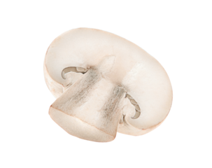 Mushroom champignon isolated on transparent png