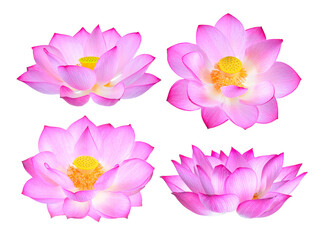 lotus flower isolated on  transparent png