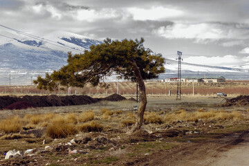 Tree against the backdrop of mountains