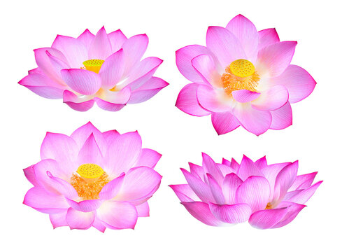 Lotus Flower Isolated On  Transparent Png