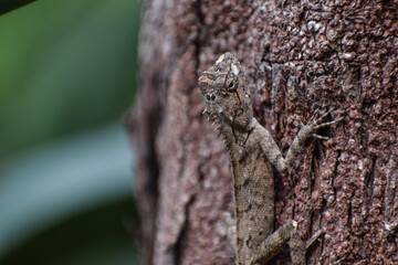 Closeup shot of Indian chameleon ( chameleo zeylanicus) on wooden branch