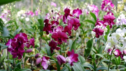 Beautiful dendrobium orchid flowers at the field. Dendrobium is a genus of mostly epiphytic and lithophytic orchids in the family Orchidaceae. It is a very large genus, containing more than 1,800 spec