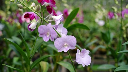 Beautiful dendrobium orchid flowers at the field. Dendrobium is a genus of mostly epiphytic and lithophytic orchids in the family Orchidaceae. It is a very large genus, containing more than 1,800 spec