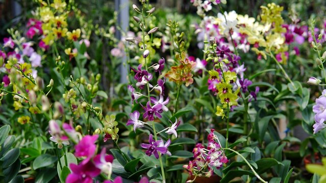 Beautiful dendrobium orchid flowers at the field. Dendrobium is a genus of mostly epiphytic and lithophytic orchids in the family Orchidaceae. It is a very large genus, containing more than 1,800 spec