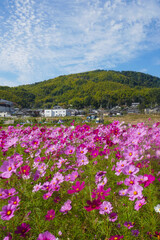 Obraz premium 長岡京市のコスモス畑