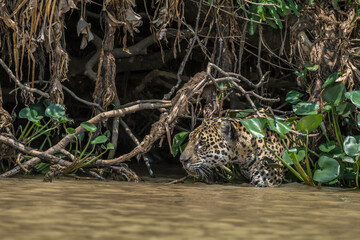Jaguar  shoulder deep in water  emerging from overhanging foliage during a hunt