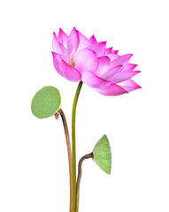 lotus flower isolated on  transparent png