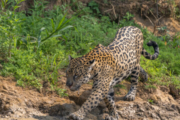Jaguar beginning to hunt - entering the water in the Pantanal